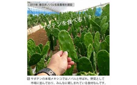 メキシコ生まれ春日井育ちの健康野菜 食べるサボテン 春日井ノパル 300グラム×2パック | サボテン 多肉植物 ウチワサボテン 食用サボテン ノパル ノパール ノパレス NOPAL スーパーフード ダイエット 腸活 ビーガン メキシコ メキシカン タコス TACOS 野菜 後藤サボテン 愛知県 春日井市 ※2026年4月上旬～12月上旬頃に順次発送予定
