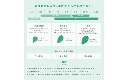 食べるサボテン 太陽の葉 フレッシュリーフ食用サボテン（１kg）