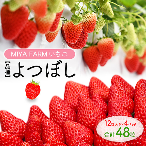 先行予約】MIYAFARM いちご（品種：よつぼし）12粒入り×4パック 合計