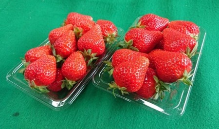 【翌年1月以降発送予定】甘くてジューシー!津島市産いちご「ゆめのか」大1ケース(4パック)1回送付