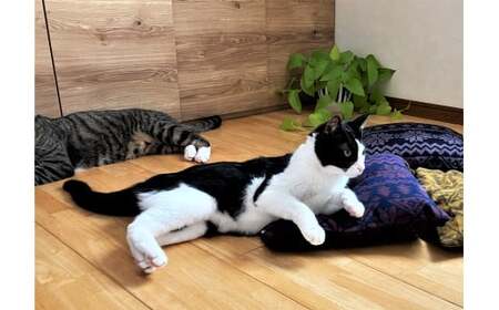 【リアルダウン使用】色お任せ! ノルディック柄 ミニペットベッド 羽毛クッション 犬や猫が大好き!! H162-037