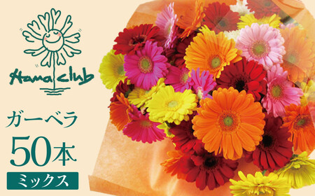 【ラッピング付】生花ガーベラミックスの花束 50本 日付指定可能 ギフト プレゼント ラッピング 産地直送 インテリア お花 フラワー ボリューム満点 H193-012