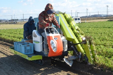 碧南市を代表するブランド人参「へきなん美人」 にんじん 10kg H017-100