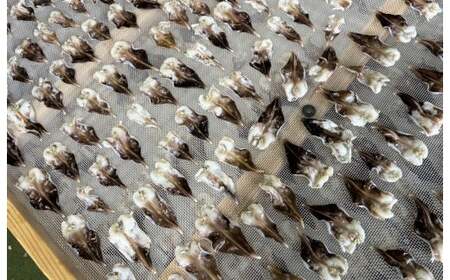 【数量限定】三河産 天然とり貝 計45枚(9枚×5パック)愛知県産 お刺身 冷凍 魚介類 海鮮 海の幸 寿司 国産 ご飯のお供 おつまみ グルメ やみつき たっぷり H018-050