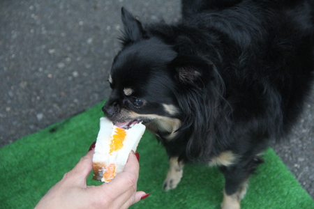 甘さ控えめ！八百屋が厳選したワンちゃん＆飼い主様フルーツサンドセット 5個セット フルーツ フルーツサンド 犬 愛犬 一緒 果物 くだもの H151-012