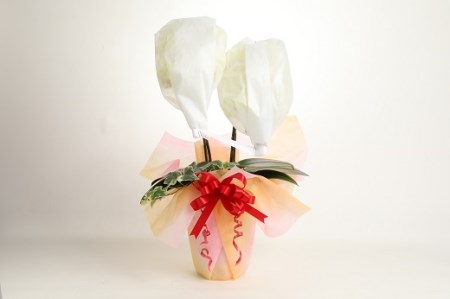 胡蝶蘭 黄色 2本立16輪以上 アイビー入り H042-011