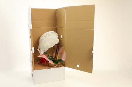 胡蝶蘭 黄色 2本立16輪以上 アイビー入り H042-011