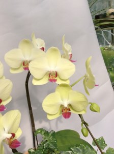 胡蝶蘭 黄色 2本立16輪以上 アイビー入り H042-011