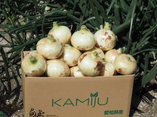 (2026年発送) ≪『満天☆青空レストラン』で紹介されました！≫【お試し】新玉ねぎ 生がおいしい 神重農産のブランド玉ねぎ「旬玉」3kg ブランド玉ねぎ 玉ねぎ 国産 愛知県産 野菜 やさい 農家直送 畑直送 旬 期間限定 たまねぎ 先行予約 旬 特産 高評価 高リピート 人気 H105-174