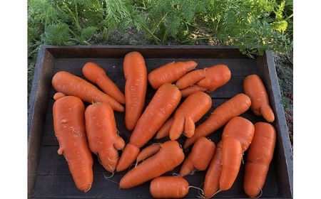 メディア出演多数!! 【期間限定】3/15まで受付!(訳あり)鈴盛農園の甘~いにんじん 『スウィートキャロットリリィ』 5kg 人参 甘い ご家庭用 ジュース サラダ スムージー ジューシー 安心 H022-019