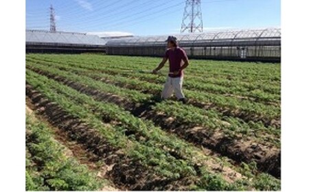 メディア出演多数!! 【期間限定】3/15まで受付!(訳あり)鈴盛農園の甘~いにんじん 『スウィートキャロットリリィ』 5kg 人参 甘い ご家庭用 ジュース サラダ スムージー ジューシー 安心 H022-019