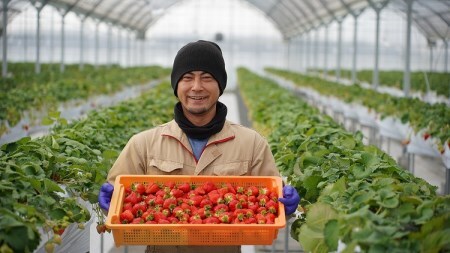 【12月以降順次発送】まるで赤いサファイア!!丹精込めた完熟いちご!! 約450g H130-012