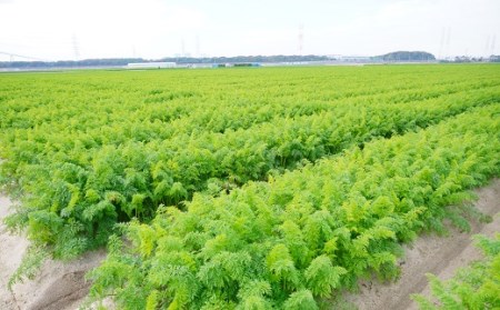 人参100%無添加・無着色!!美味しい人参ジュース!! 720ml×2本 H132-026