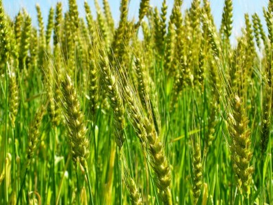 【小麦粉】碧海の恵み 薄力粉 国産 愛知県産 800g×5袋(計4kg) 定期便3回 H008-254