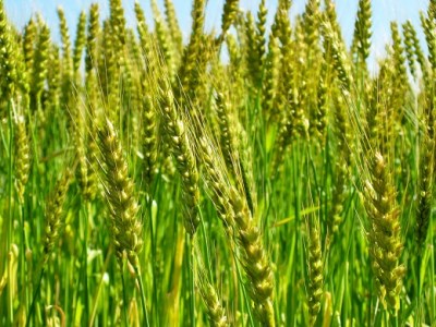 【小麦粉】愛知県産 きぬあかり 国産 薄力粉 1kg×5袋(計5kg) 定期便12回 H008-261