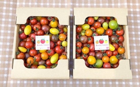 増量2kg！まるでトマトの宝石箱！フルーツジュエリートマト 4月～6月発送　H004-146