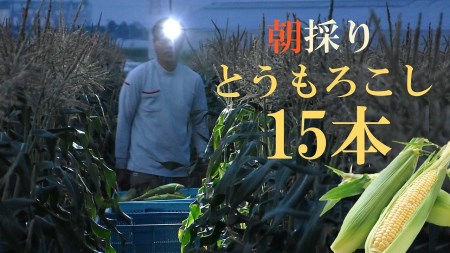 厳選朝採り とうもろこし(スイートコーン)「味来」 15本 甘い 柔らかい 安心 安全 新鮮 早朝収穫 野菜 夏野菜 大容量　H017-092