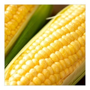 厳選朝採り とうもろこし(スイートコーン)「味来」 15本 甘い 柔らかい 安心 安全 新鮮 早朝収穫 野菜 夏野菜 大容量　H017-092