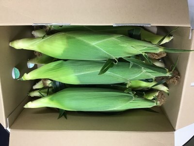 厳選朝採り とうもろこし(スイートコーン)「味来」 15本 甘い 柔らかい 安心 安全 新鮮 早朝収穫 野菜 夏野菜 大容量　H017-092