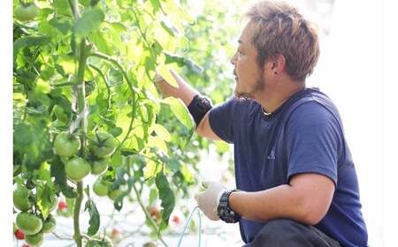 【訳あり】 この道40年の農家から直送 完熟！桃太郎トマト15～24玉　H139-017