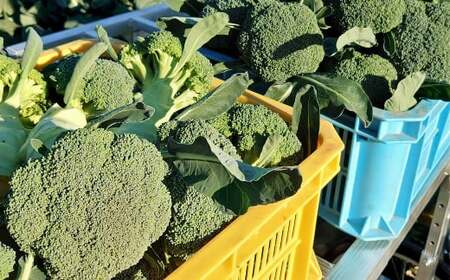 【収穫当日に発送します】豊かな大地“へきなん”から贈る　ブロッコリー約11本【期間限定】　H139-022