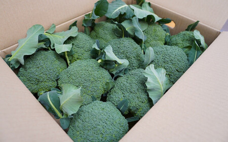 【収穫当日に発送します】豊かな大地“へきなん”から贈る　ブロッコリー約11本【期間限定】　H139-022