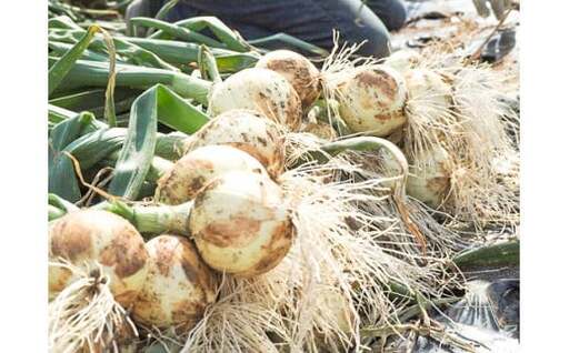 (2026年発送) ≪『満天☆青空レストラン』で紹介されました！≫ 【数量限定】訳あり 新玉ねぎ 生がおいしい 神重農産のブランド玉ねぎ「旬玉」2.5kg ブランド玉ねぎ 玉ねぎ 国産 愛知県産 野菜 やさい 農家直送 畑直送 旬 期間限定 たまねぎ 先行予約 旬 特産 高評価 高リピート 人気 H105-152