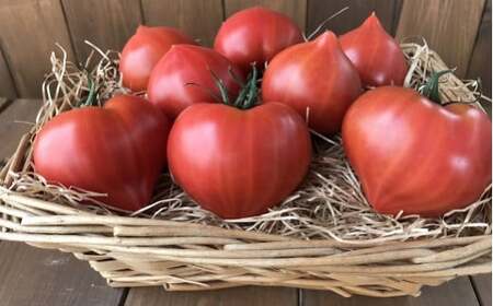 【大人気！】たった3ヶ月しか食べられない 幻のファーストトマト たっぷり1.4kg（3月～5月発送） H004-127