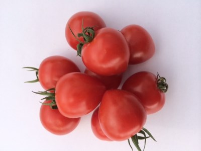 増量2kg！甘さ抜群!!トマト嫌いでも食べられるトマトベリー 4月～6月発送 　H004-147
