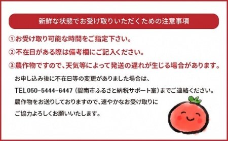 増量2kg！甘さ抜群!!トマト嫌いでも食べられるトマトベリー 4月～6月発送 　H004-147