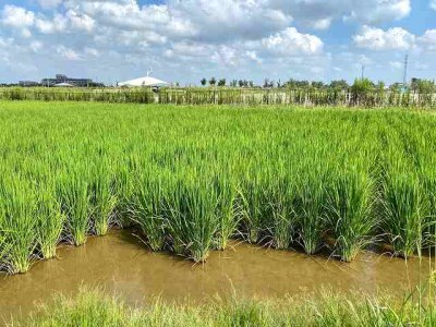 碧南産自然栽培米みりん（3年熟成）12本入 H009-037