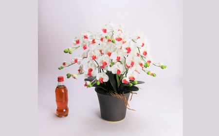 綺麗で丈夫な三河陶器で贈る光触媒胡蝶蘭小輪５本立（ブラウンの陶器×白色の花） H100-089