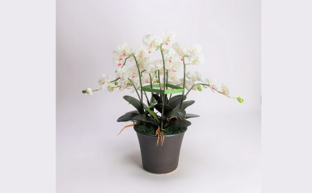 綺麗で丈夫な三河陶器で贈る光触媒胡蝶蘭小輪５本立（ブラウンの陶器×白色の花） H100-089