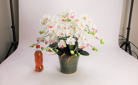 綺麗で丈夫な三河陶器で贈る光触媒胡蝶蘭小輪５本立（グリーンの陶器×白色の花） H100-090