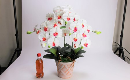 綺麗で丈夫な三河陶器で贈る光触媒胡蝶蘭大輪３本立（ホワイトビスクの陶器×白の花） H100-091