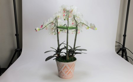 綺麗で丈夫な三河陶器で贈る光触媒胡蝶蘭大輪３本立（ホワイトビスクの陶器×白の花） H100-091