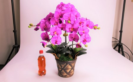 綺麗で丈夫な三河陶器で贈る光触媒胡蝶蘭大輪３本立（茶の陶器×バイオレット色の花） H100-092