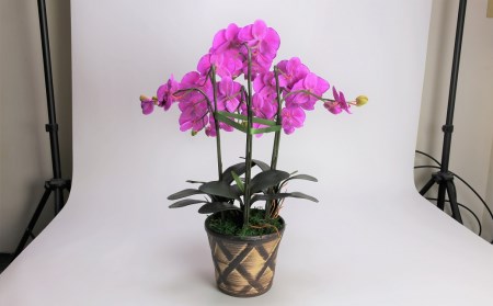 綺麗で丈夫な三河陶器で贈る光触媒胡蝶蘭大輪３本立（茶の陶器×バイオレット色の花） H100-092