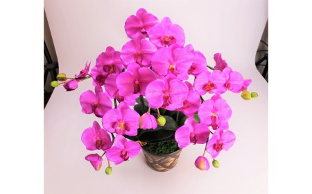 綺麗で丈夫な三河陶器で贈る光触媒胡蝶蘭大輪３本立（茶の陶器×バイオレット色の花） H100-092