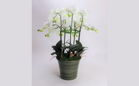 綺麗で丈夫な三河陶器で贈る光触媒胡蝶蘭大輪５本立（グリーンの陶器×白色の花） H100-094
