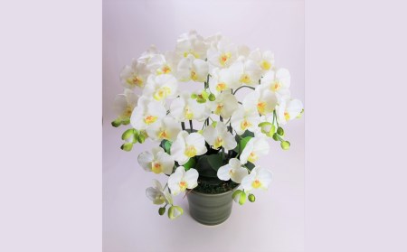 綺麗で丈夫な三河陶器で贈る光触媒胡蝶蘭大輪５本立（グリーンの陶器×白色の花） H100-094