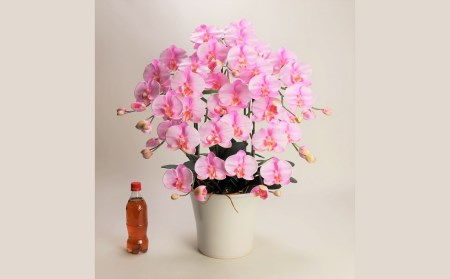 綺麗で丈夫な三河陶器で贈る光触媒胡蝶蘭大輪５本立（白釉薬の陶器×桃色の花） H100-095