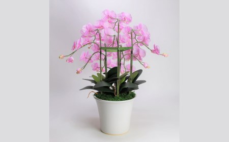 綺麗で丈夫な三河陶器で贈る光触媒胡蝶蘭大輪５本立（白釉薬の陶器×桃色の花） H100-095