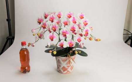 綺麗で丈夫な三河陶器で贈る光触媒胡蝶蘭小輪３本立（赤白の陶器×白桃色の花） H100-086