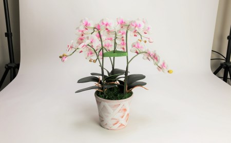 綺麗で丈夫な三河陶器で贈る光触媒胡蝶蘭小輪３本立（赤白の陶器×白桃色の花） H100-086