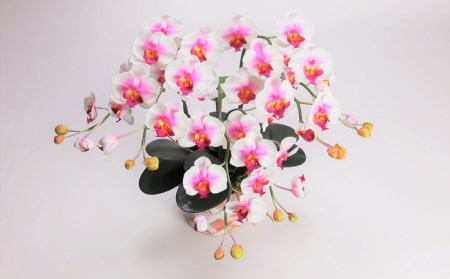 綺麗で丈夫な三河陶器で贈る光触媒胡蝶蘭小輪３本立（赤白の陶器×白桃色の花） H100-086