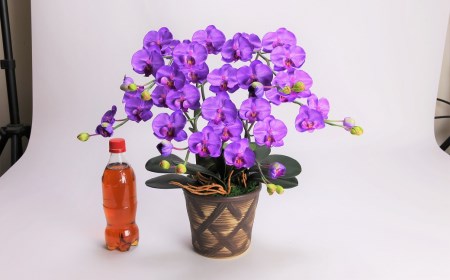 綺麗で丈夫な三河陶器で贈る光触媒胡蝶蘭小輪３本立（ブラウンの陶器×紫色の花） H100-087