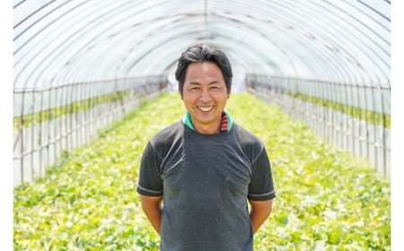 【2026年発送】完熟！イエローキングメロン 4kg以上（4玉入り） フルーツ 果物 甘い　H141-018