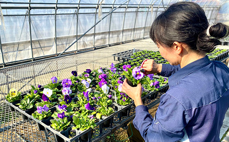 No.410 【ファーム直送】季節の花苗 おまかせ24株セット（秋）