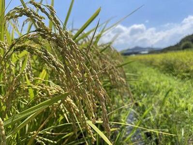 令和6年度産 【新米】コシヒカリ 10kg